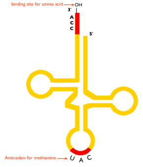 Trna Diagram