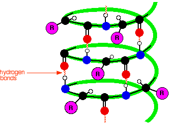 peptide backbone of alpha helix