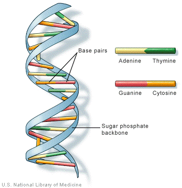 nucleic acid structure labeled